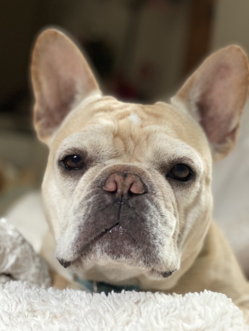 Frenchie — Beau's French Bulldog